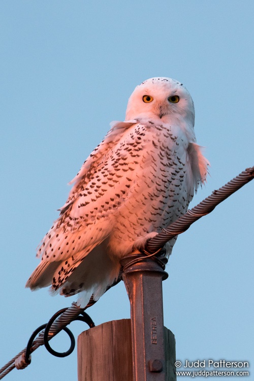 Snowy Owl, McPherson County, Kansas, United States